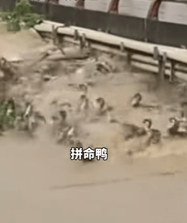 洪水中求存的「拼命鴨」。 洪水中求存的「拼命鴨」。