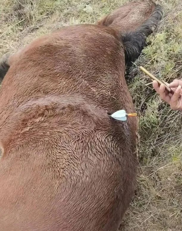 多地興起無人機打獵風，家畜頻遭空投箭矢射殺。紅星新聞