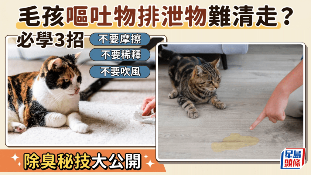 毛孩呕吐物排泄物难清走？必学3招「不要摩擦、稀释、吹风」专家教除臭秘技