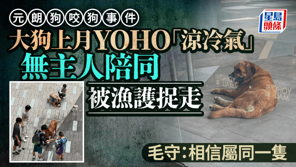 元朗狗咬狗｜大狗上月YOHO「涼冷氣」 被漁護捉走 毛守：相信屬同一隻