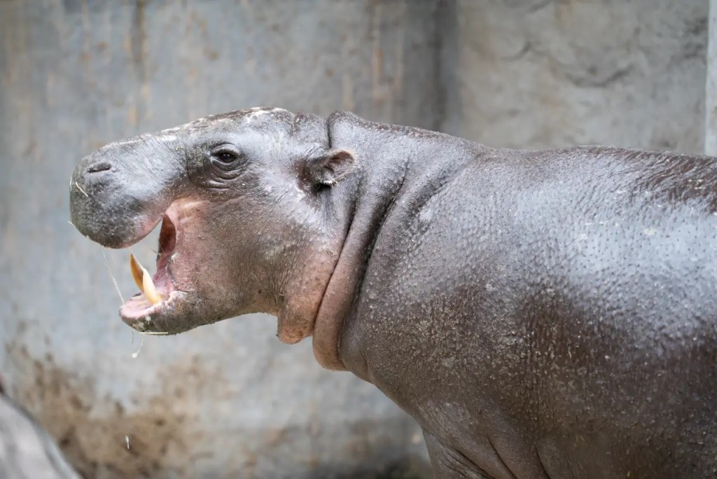 侏儒河馬「Thabo」去年11月由新加坡運到台灣。台北動物園