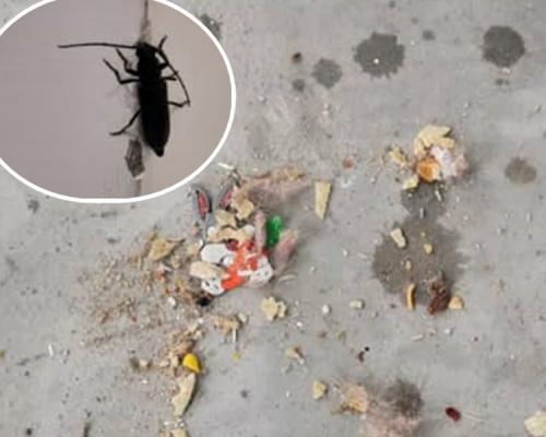 投訴的檢疫家庭指單位內有昆蟲及垃圾。莫建成fb圖片