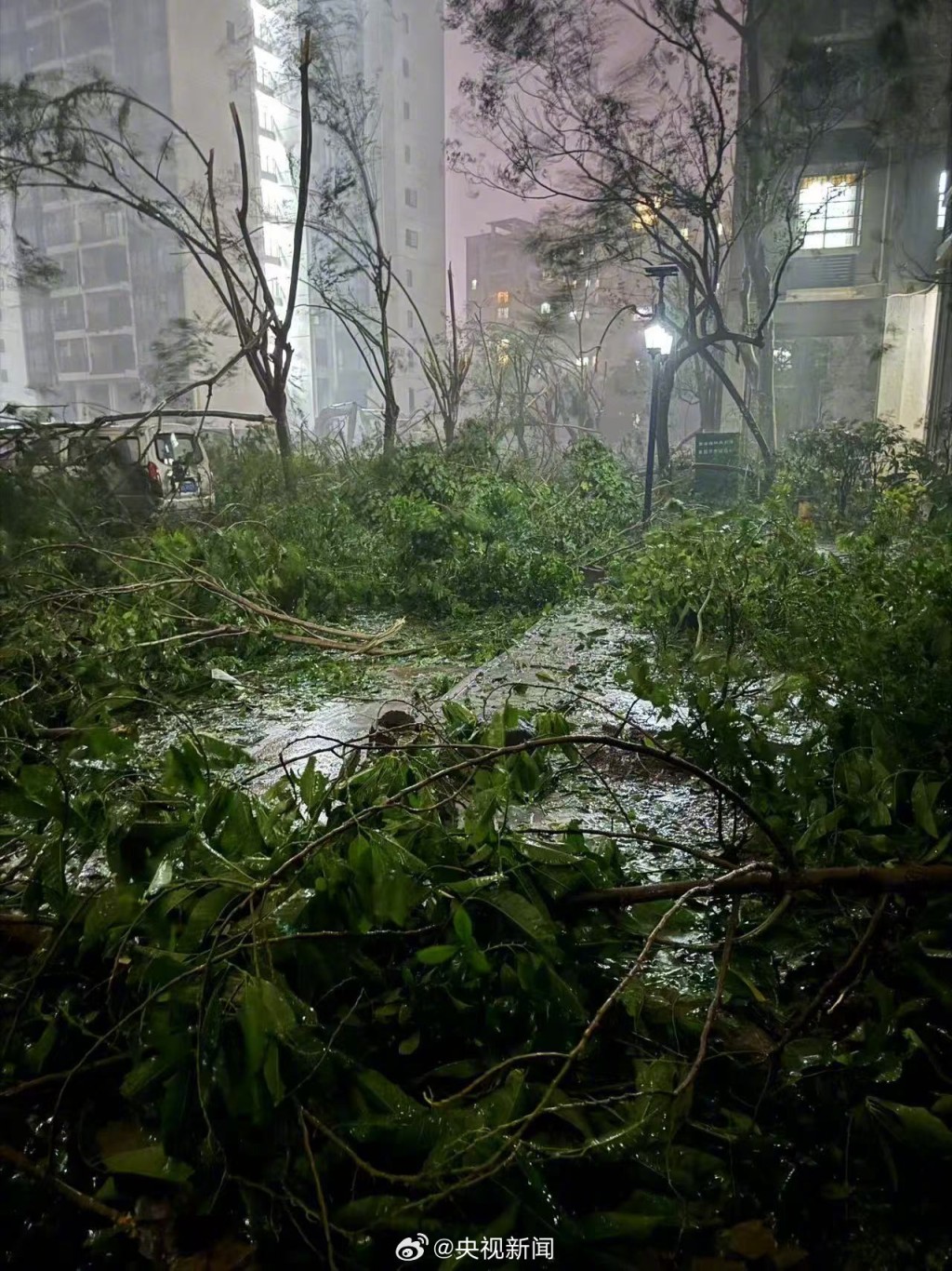 树木受暴风雨吹袭。（央视新闻）