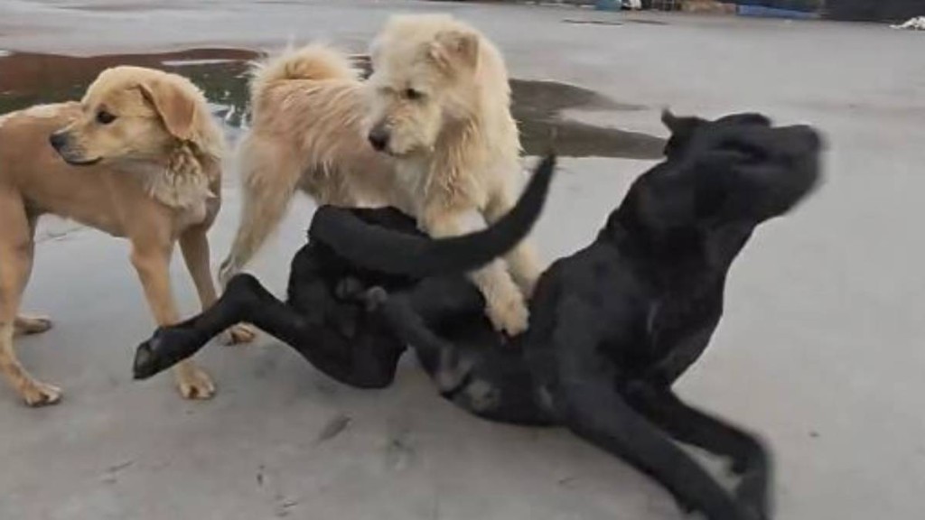 狗王「查理」面對巨型犬種也能完全壓制。抖音@鬍子大叔愛犬部落