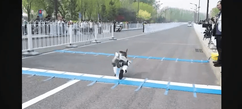 北京人形機械人半馬賽前測試，在起跑線上絆倒。