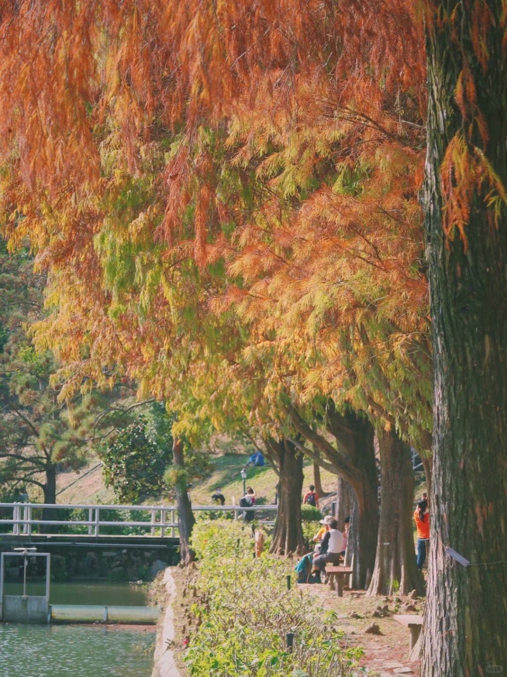 中大未園湖湖畔的落羽松一到秋冬換上「紅衣」，瞬間仿如置身加拿大楓樹林（Jos_Lapus@小紅書）