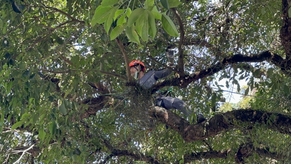 地政总署派员到场上树即时处理有塌下危险的桠枝。(刘汉权摄)