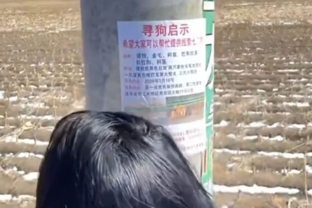 一度被偷走的狗狗，在动保义工协助下找回主人。抖音