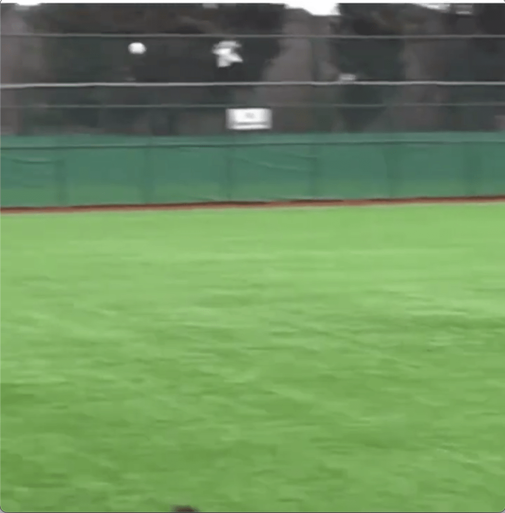 海鷗飛行途中被皮球擊中倒地。網片截圖