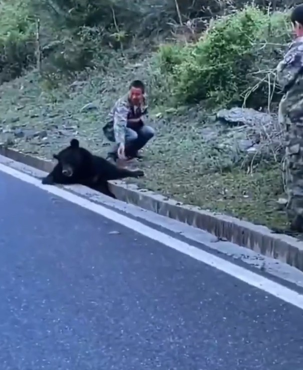 一名男子上前欲协助黑熊。