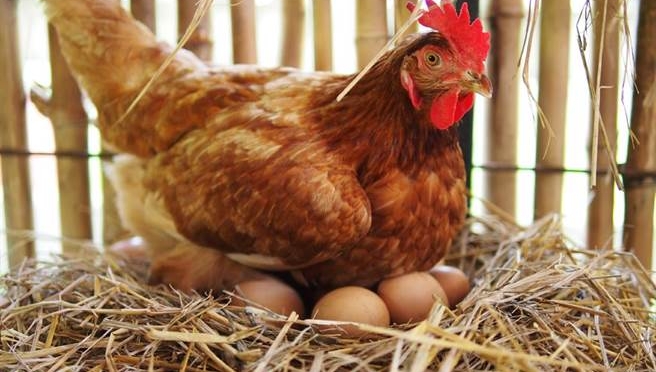 先有鸡还是先有蛋？这被视为一个无解的问题。