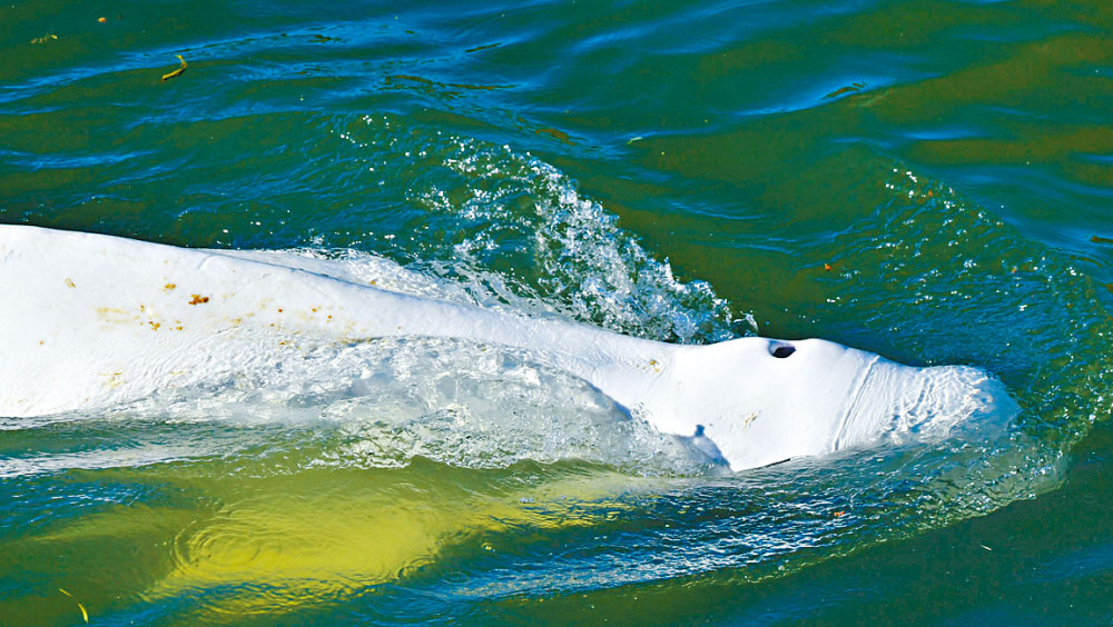 法國當局正努力拯救一隻游進塞納河的白鯨。