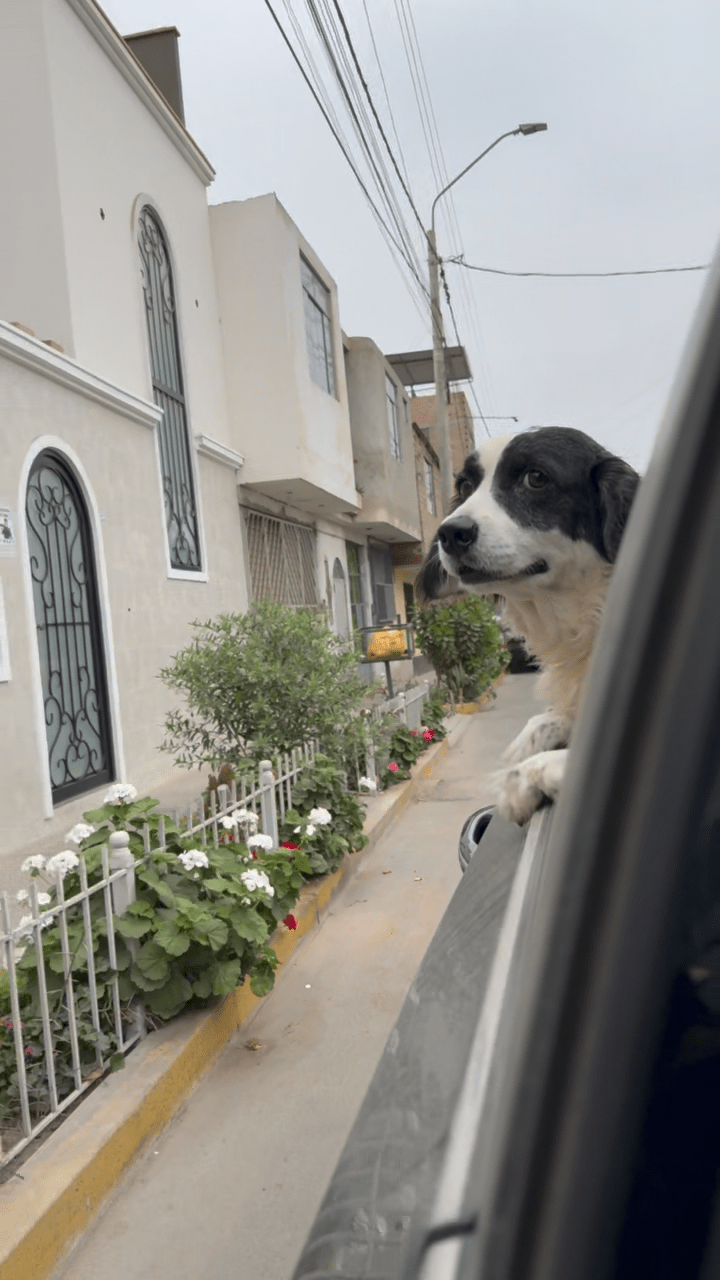 Manchis更被譽為「救命犬」。影片截圖 Tiktok @super_manchis Manchis更被譽為「救命犬」。影片截圖 Tiktok @super_manchis