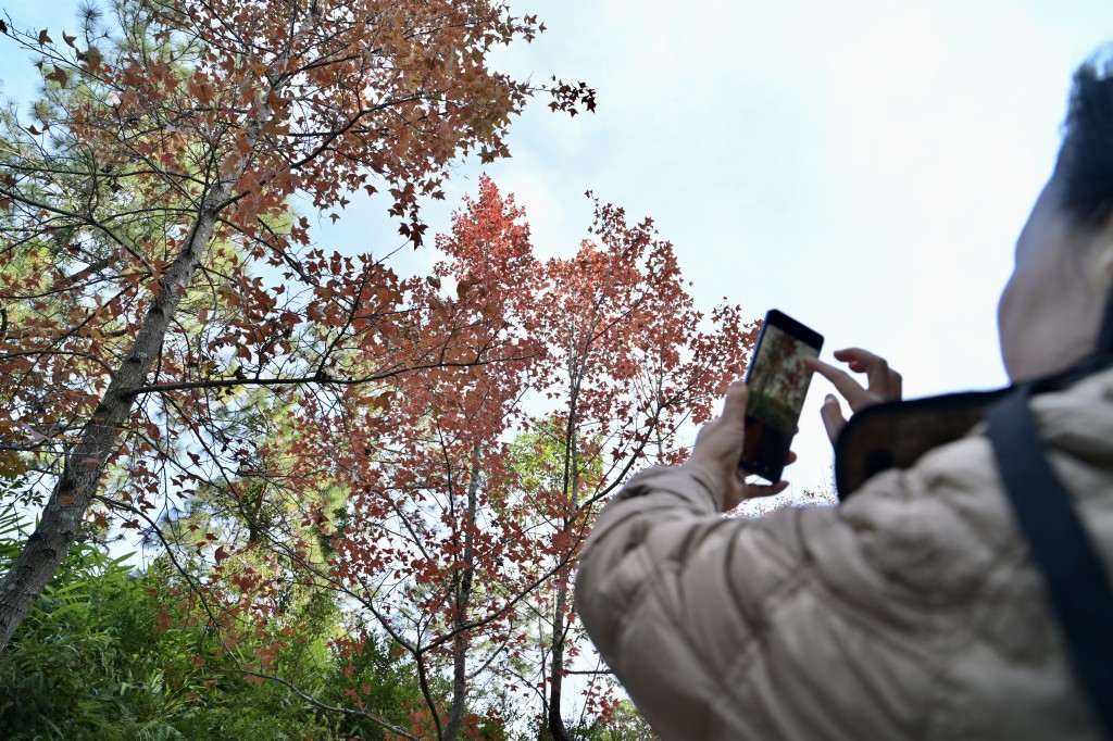 大棠红叶林观赏人潮。资料图片