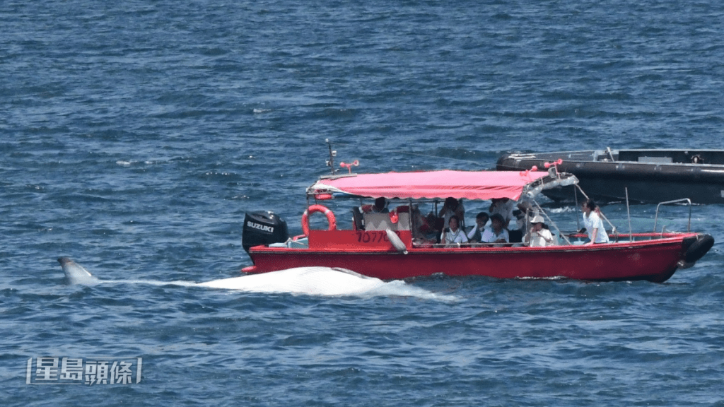 渔护署人员坐船只靠近观察鲸鱼尸身。梁国峰摄