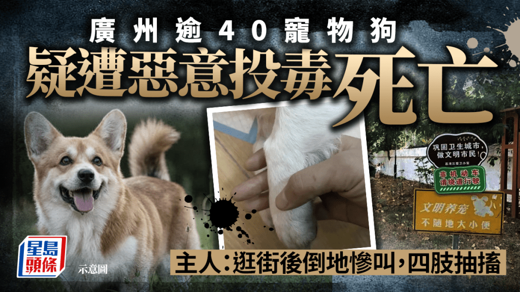 廣州近日頻發生寵物犬被毒案。(網絡圖片)