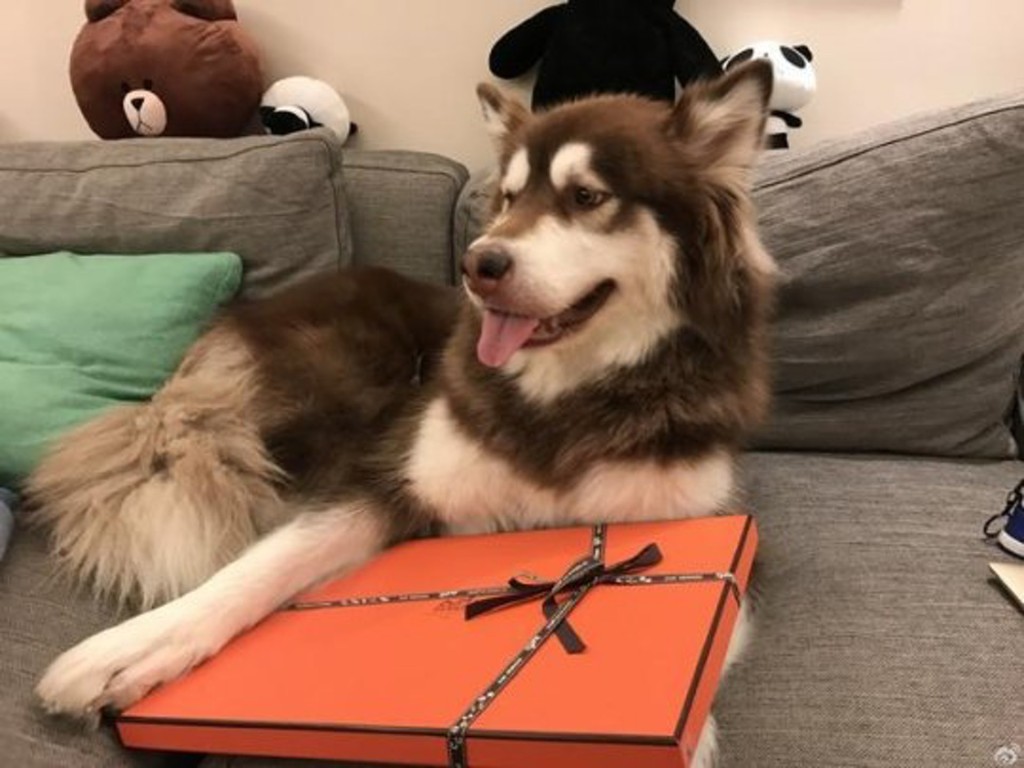 王思聪的爱犬又有Hermès。