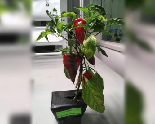美國太空總署正不斷嘗試在太空種植各種植物。 網圖