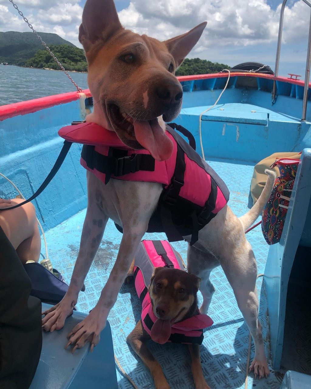 兩愛犬有得出海玩好開心，Shocking pink救生衣超醒。