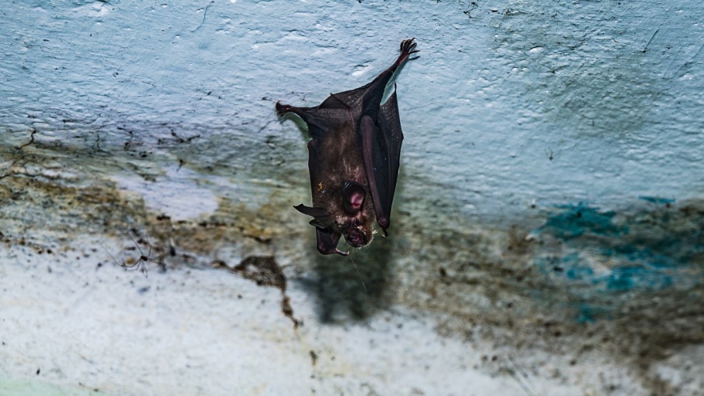 蝙蝠是尼帕病毒自然宿主。法新社 蝙蝠是尼帕病毒自然宿主。法新社