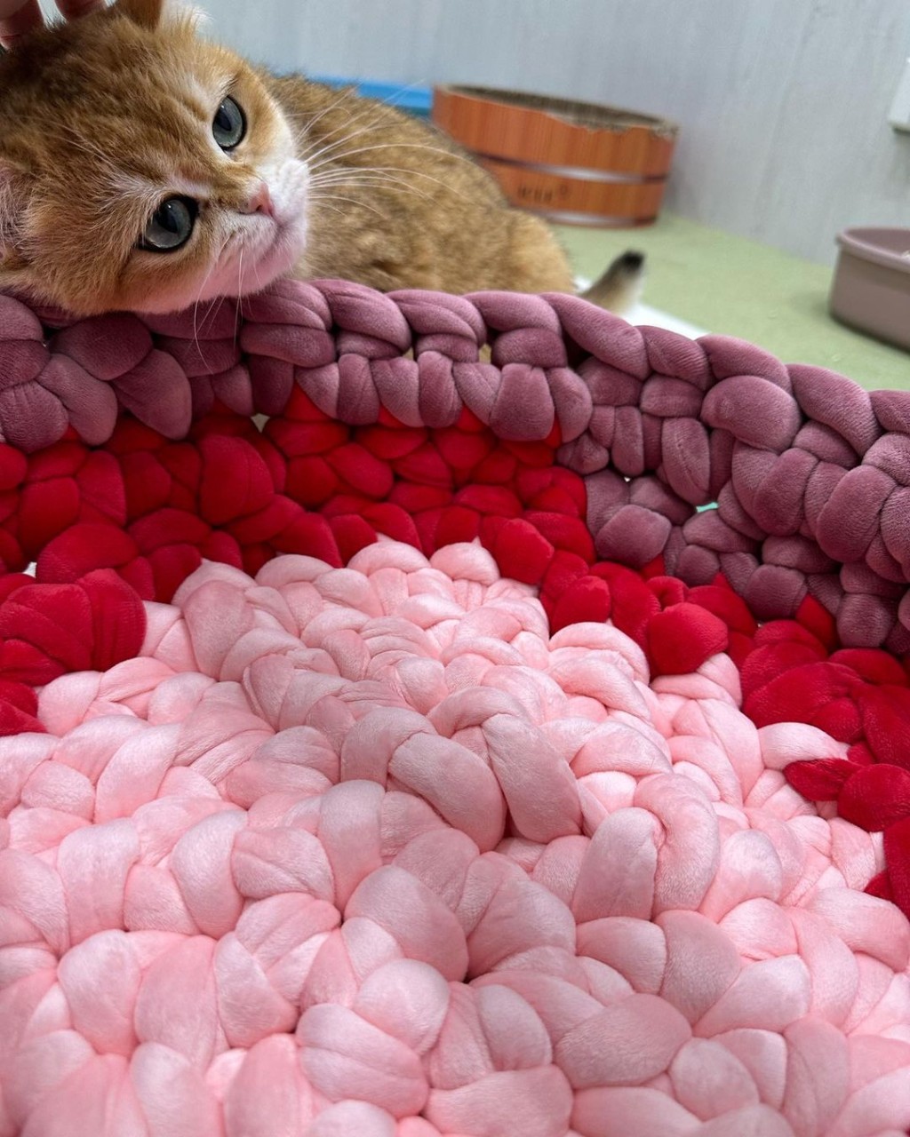 劉秀兒為貓貓織了安樂窩，似乎相當滿意。