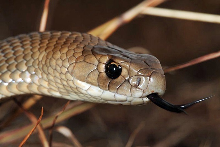 东部拟眼镜蛇毒性超强，被咬一口必死无疑。网图