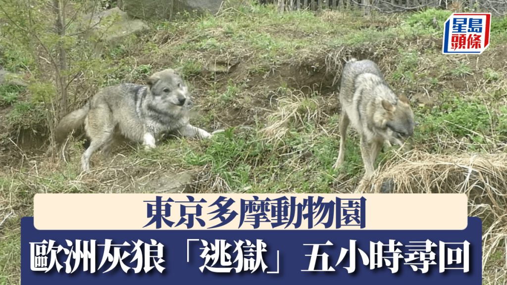 东京多摩动物园走失的欧洲灰狼已被寻回。YouTube@东京ズーネット