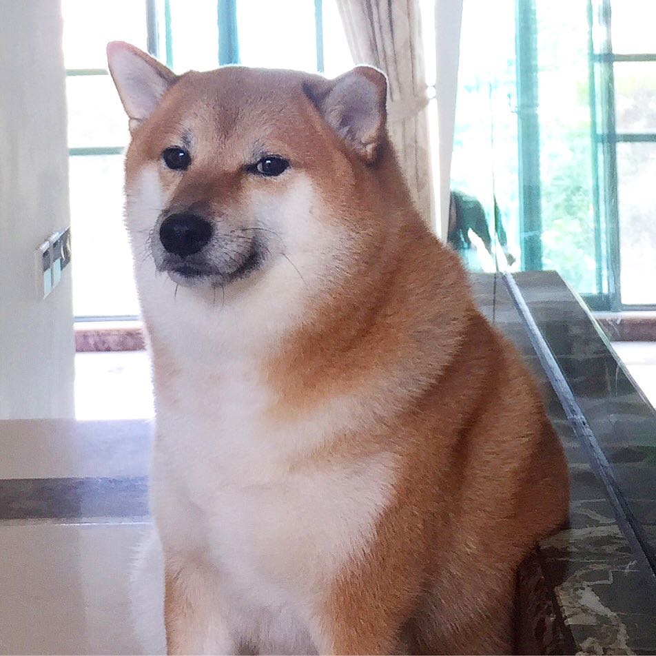 港版柴犬Balltze于2017年因一个表情而成为红遍全球的「meme迷因狗」。(IG图)