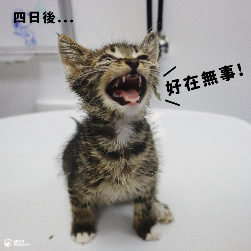兽医团队花了4日才把猫身上胶水完全清走。FB图片