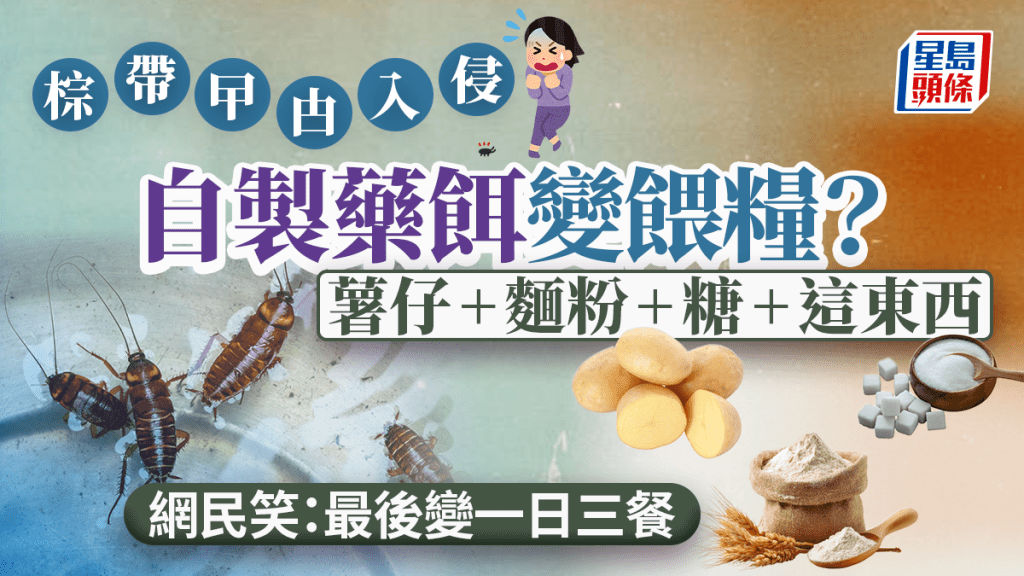 棕帶曱甴入侵屋企 自製藥餌變餵糧？！網民用薯仔+麵粉+糖+這東西 被笑：最後變一日三餐