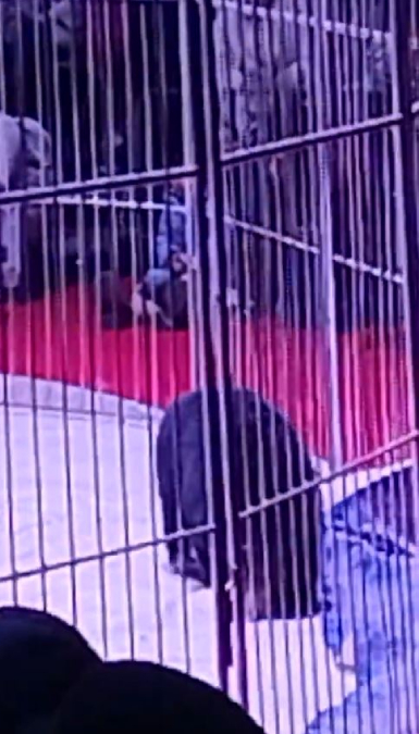 山東馬戲團的黑熊突然暴走，企圖攀出鐵欄，嚇得觀眾四散逃走。影片截圖