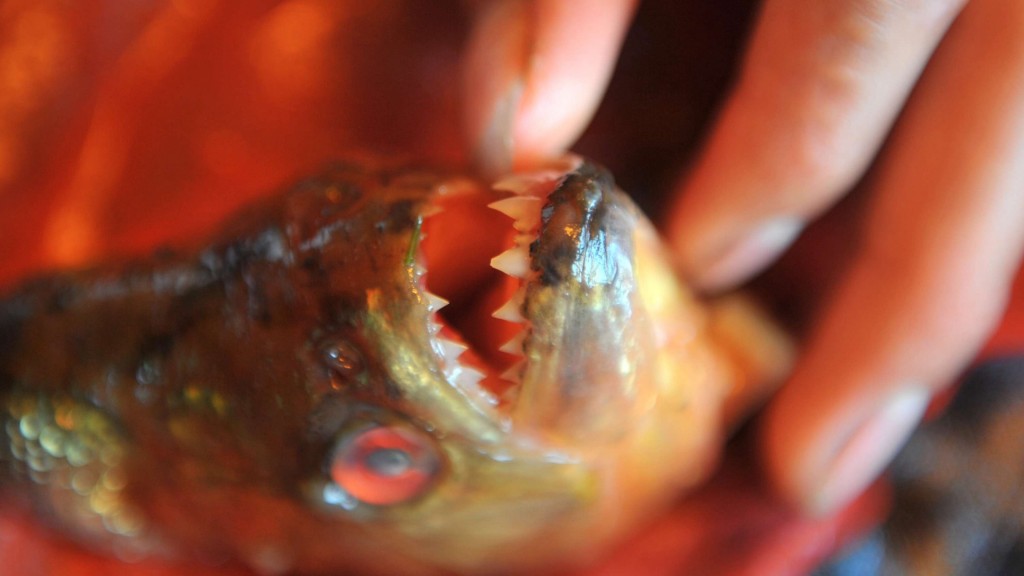 凶猛食人魚的尖牙。 新華社示意圖