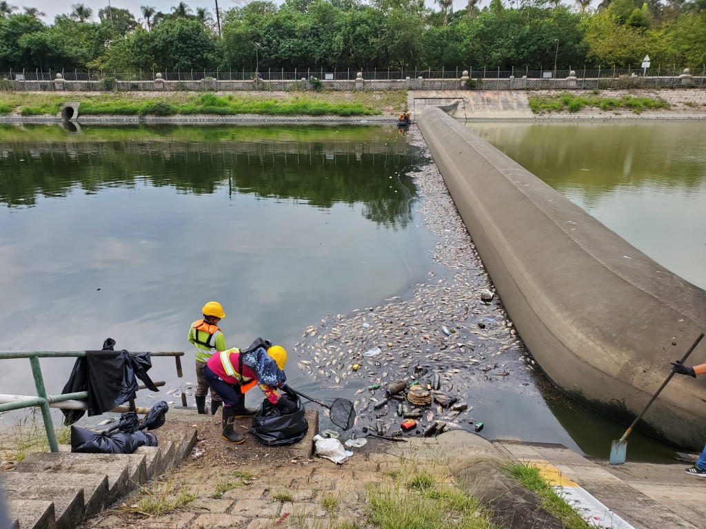 工人正在清理死魚。