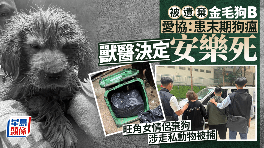 旺角女情侶棄狗｜愛協指金毛狗B已安樂死 患末期狗瘟極度痛苦 甚至無法飲水