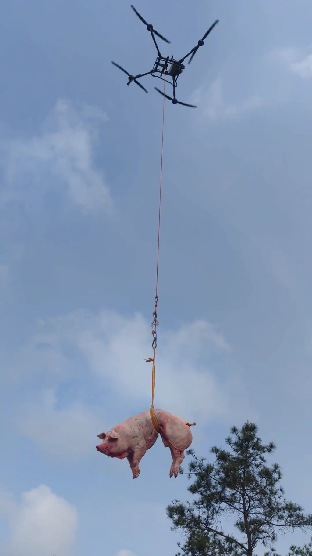 村民用无人机吊猪羊上山祭祖。抖音＠五华县佳音婚庆一站式策划