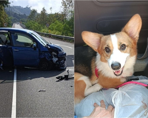 狗狗遇車禍驚慌走失，幸得好心人幫助，重回主人身邊。網圖
