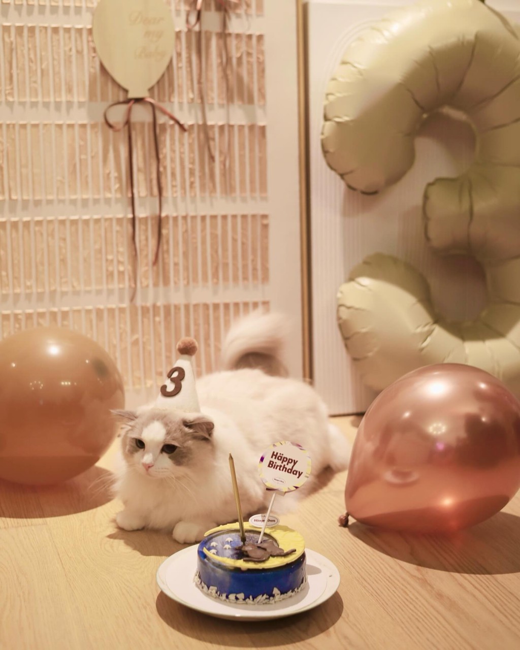 馬國明與湯洛雯拍拖時，共同擁有的愛貓Tino，昨日（15日）3歲生日。