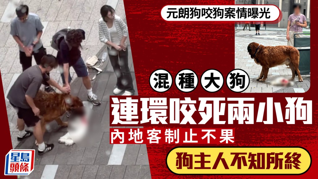 元朗狗咬狗｜兩細狗被咬死涉比熊犬及貴婦狗 大狗主人不知所終 途人試圖制止無果