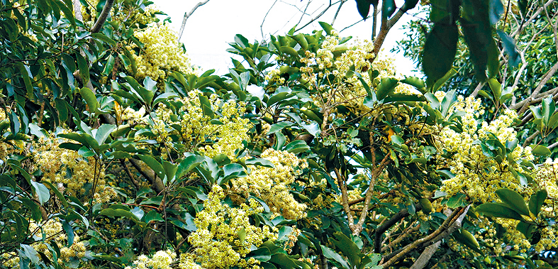 鴨腳木係香港常見樹種，更係廿四味其中一味原材料，開花時含冬蜜，成為昆蟲冬天糧食。