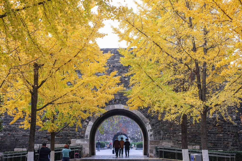 江蘇南京為名城，金黃色的銀杏樹葉與明代城牆成為一道獨特的風景。