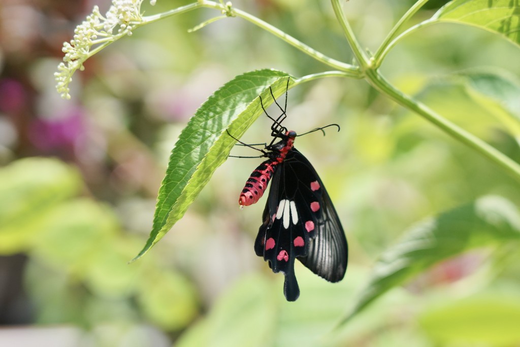 紅珠鳳蝶。歐樂年攝