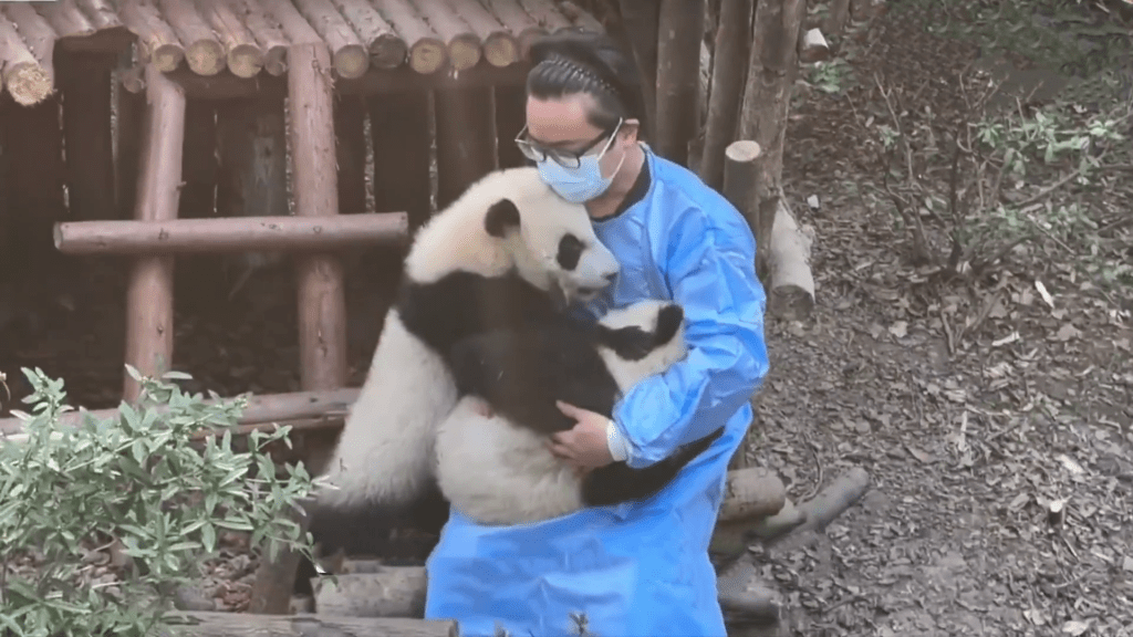 工作人員與大熊貓一起安撫「福菀」，場面溫馨。