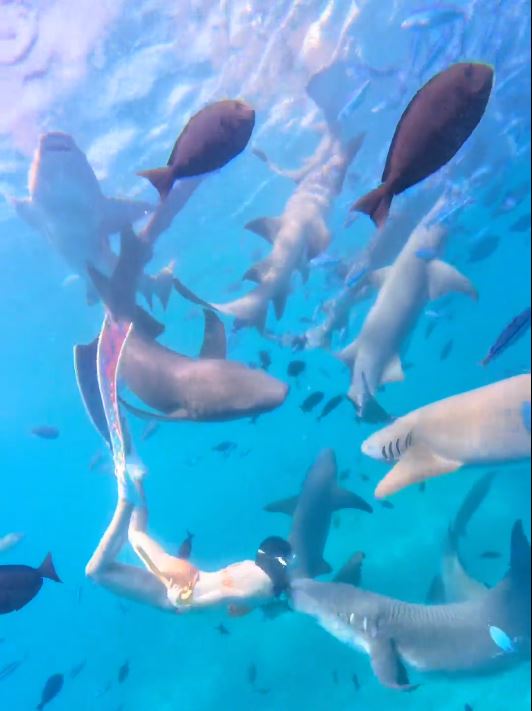 內地女遊客「大姨媽」到仍潛水，疑血腥味刺激鯊魚，導致手部被咬出血洞。抖音＠我愛藍色