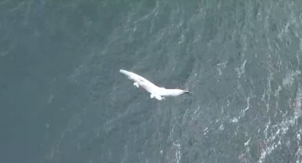 鲸鱼尸体周一被发现在西贡海面漂浮。