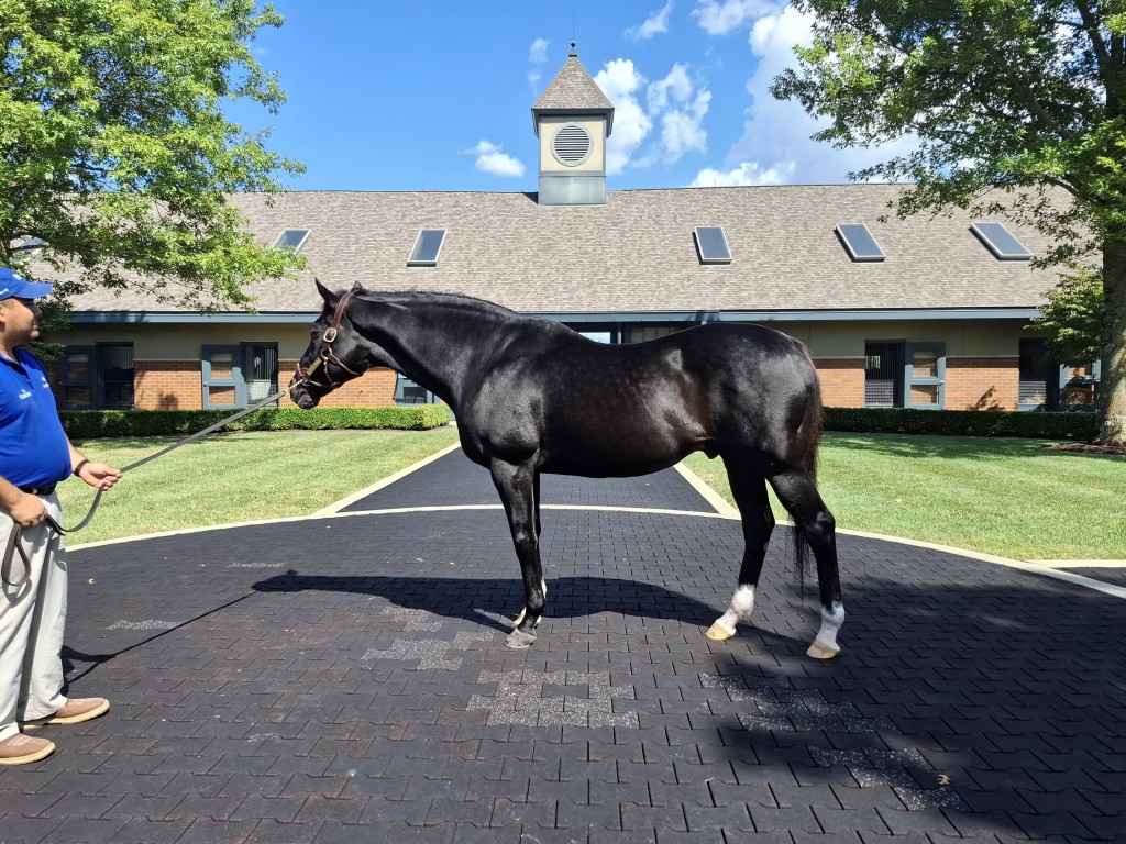 Medaglia d'Oro「金獎章」現時已經二十五歲。