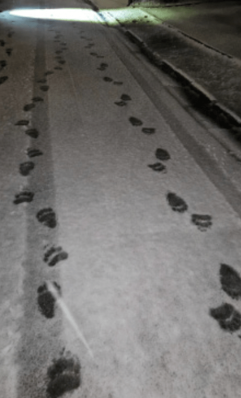 札幌市政府指出，9日及10日已多次在圓山動物園園內發現熊足跡。X@sapporolife2021