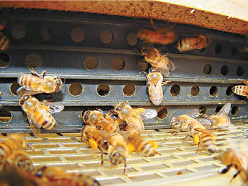 馬蜂又稱為黃蜂或胡蜂。資料圖片