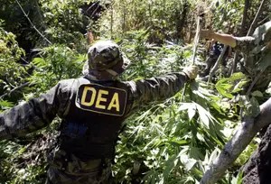 美國緝毒局過去一直反對放寬大麻的管制。美聯社