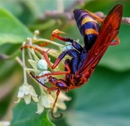  「殺人蜂」遭濫養，傷人致死事件頻發。 新京報