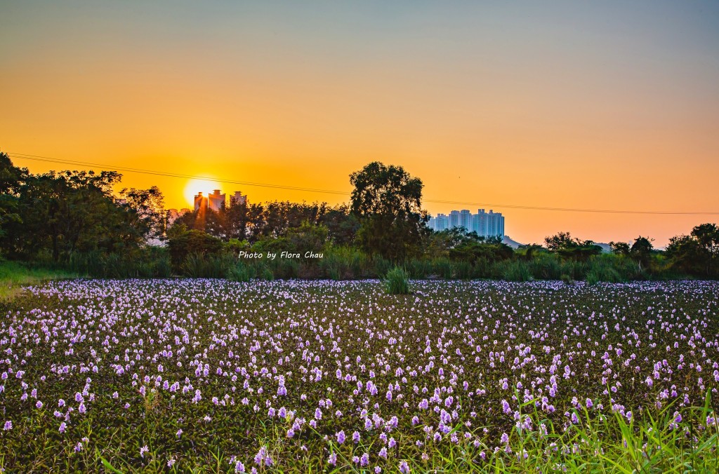 鳳眼藍花期一般為5月或10月。網民Flora Chau圖片
